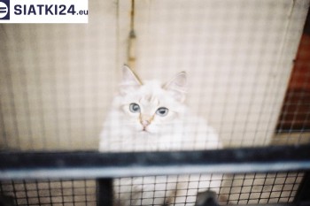 Siatki Kostrzyn - Zabezpieczenie balkonu siatką - Kocia siatka - bezpieczny kot dla terenów Kostrzyna